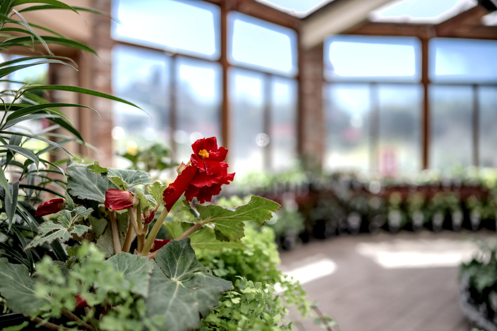 Spring Gardening Guide