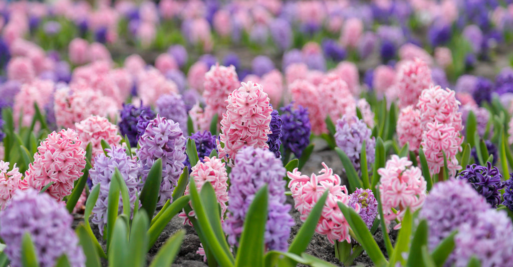 Spring Gardening Guide