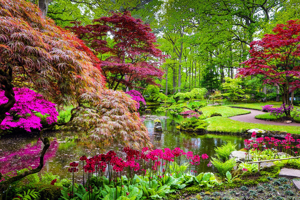 Ornamental Tree Catalogue 2025