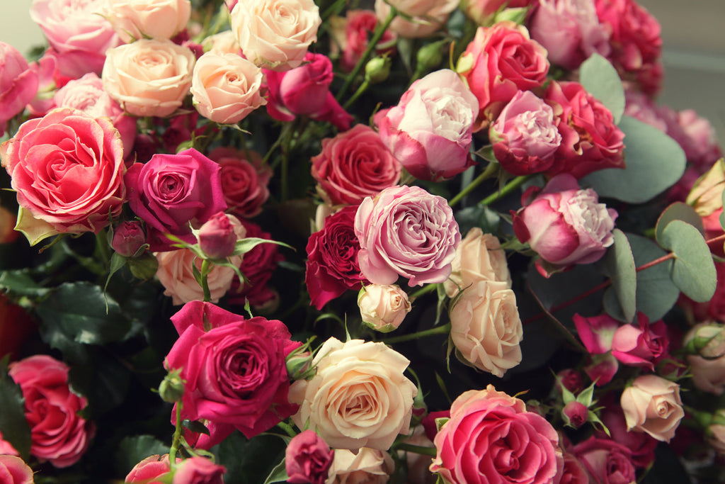 Rose Catalogue 2025